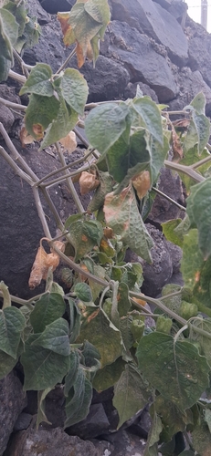 Cape gooseberry