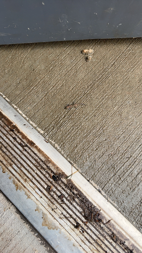 Mediterranean House Gecko