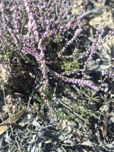 common heather