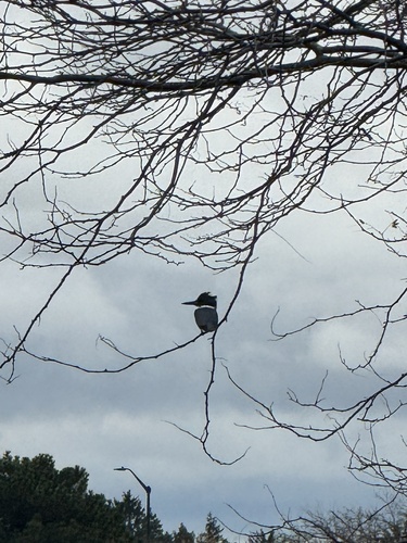 Belted Kingfisher