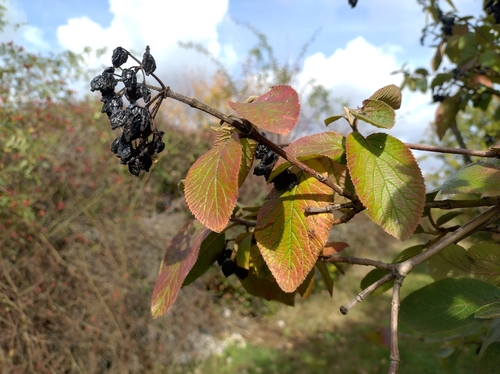 Wayfaring-tree
