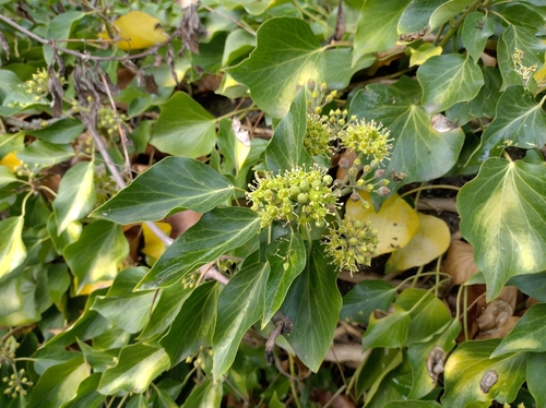 common ivy