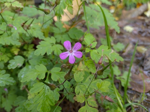 Herb Robert
