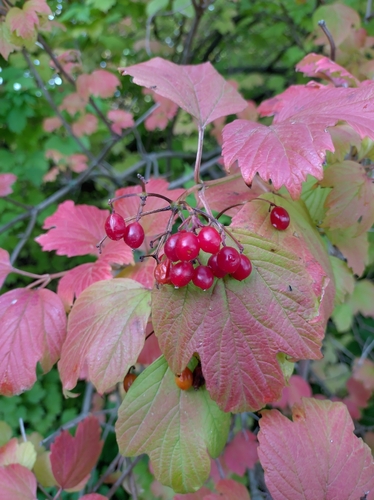 guelder-rose