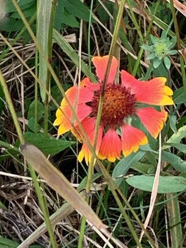 firewheel