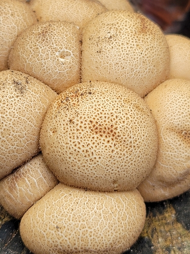 Pear-shaped Puffball