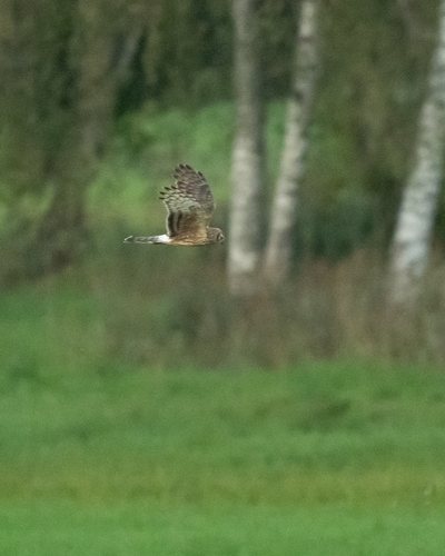 Hen Harrier