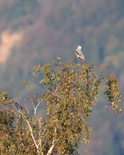 Black-winged Kite