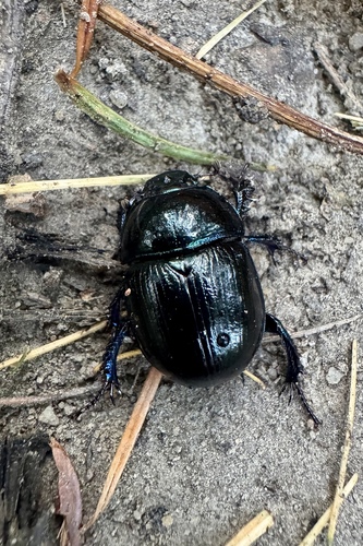 Woodland Dor Beetle