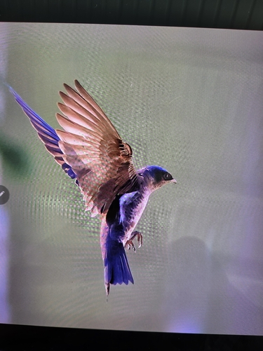 Purple Martin observed by john959