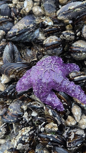 Ochre Sea Star