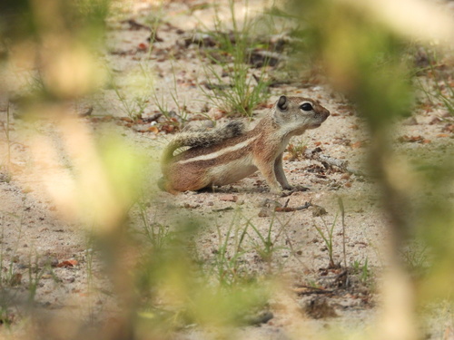 White-tailed Antelope Squirrel observed by ldeserticola