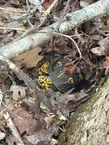 Eastern Box Turtle