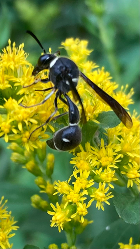 Fraternal Potter Wasp
