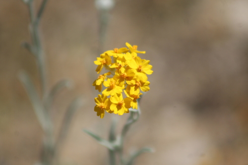 Psilostrophe gnaphalodes