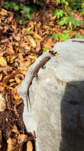 Common Wall Lizard