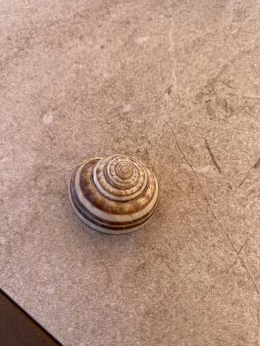 Chocolate-band Snail