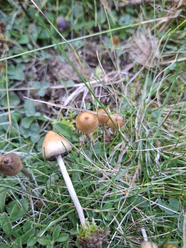 Liberty Cap