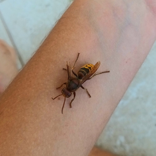 Vespa crabro germana