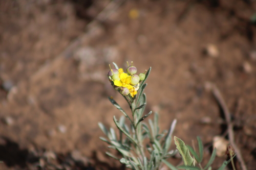 Physaria fendleri