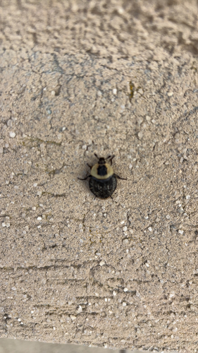 American Carrion Beetle