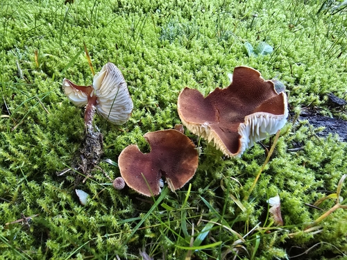 Cystodermella granulosa