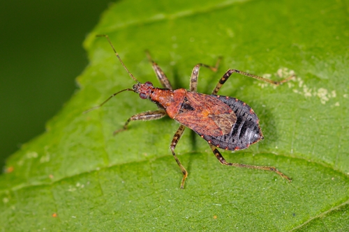 Ant Damselbug