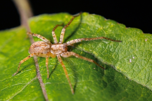 Buzzing Spider