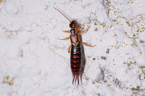 European Earwig