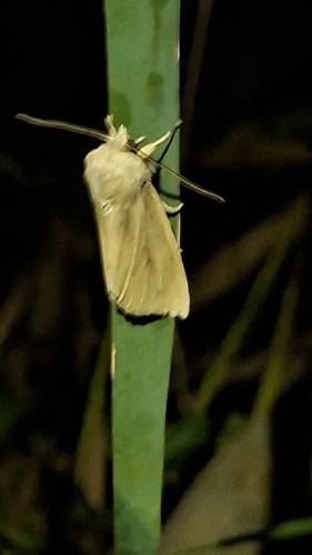Large Wainscot Moth