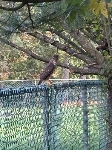 Cooper's Hawk