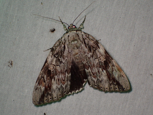 Sad Underwing