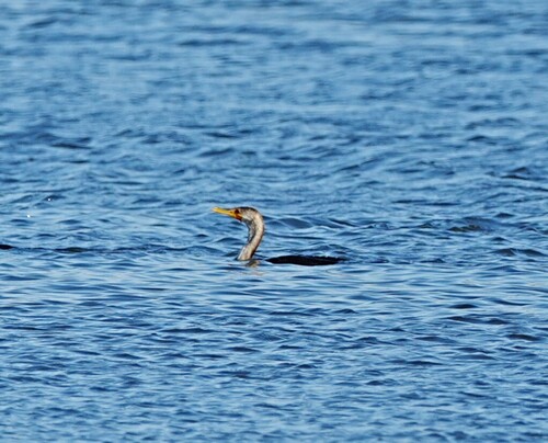 Double-crested Cormorant