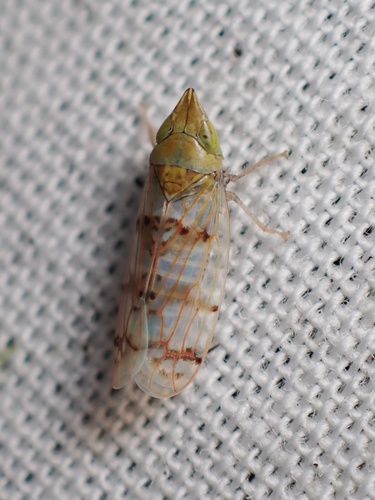 Japanese Maple Leafhopper