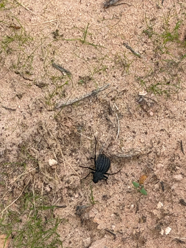 Philolithus sordidus