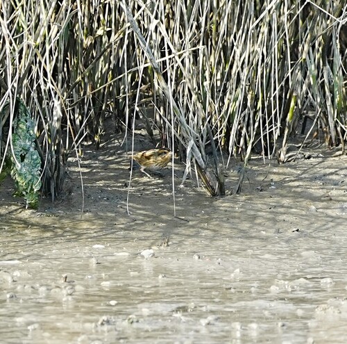 Nelson's Sparrow