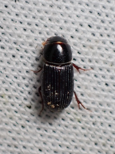 Ataenius