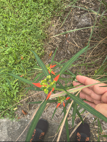 wild poinsettia