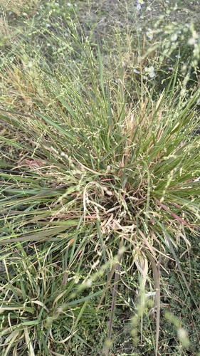 hall panicum