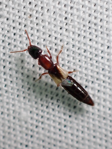 Pale-winged Rove Beetle
