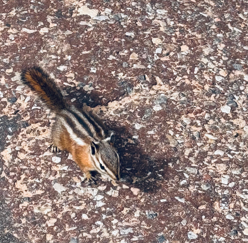 Uinta Chipmunk observed by karenre1