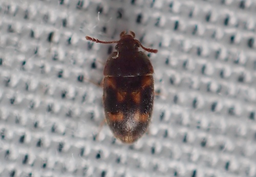Litargus balteatus