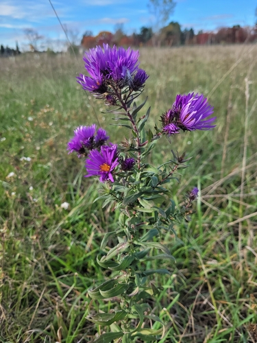 New England aster