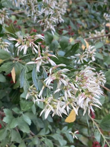groundsel tree