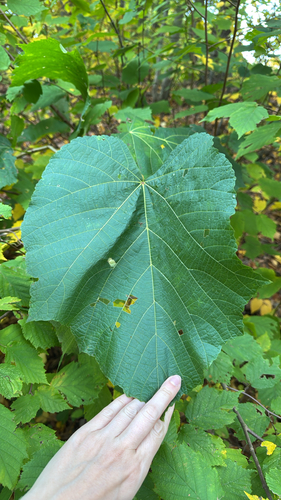 basswood