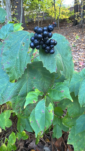mapleleaf viburnum