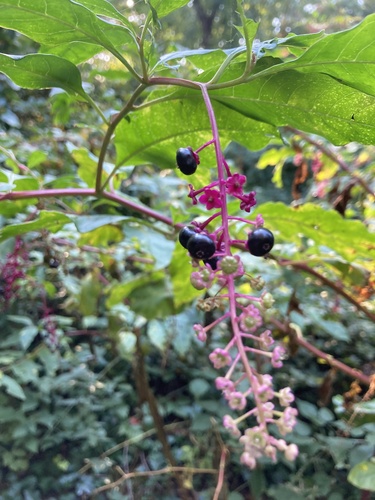 American pokeweed