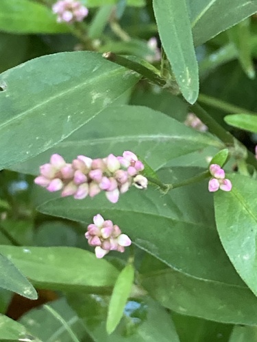 low smartweed