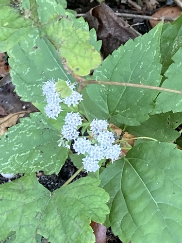 white snakeroot