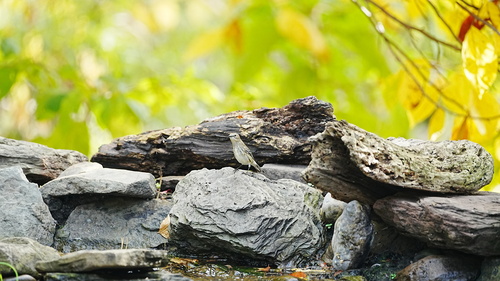Yellow-rumped Warbler